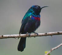 Arabian Sunbird