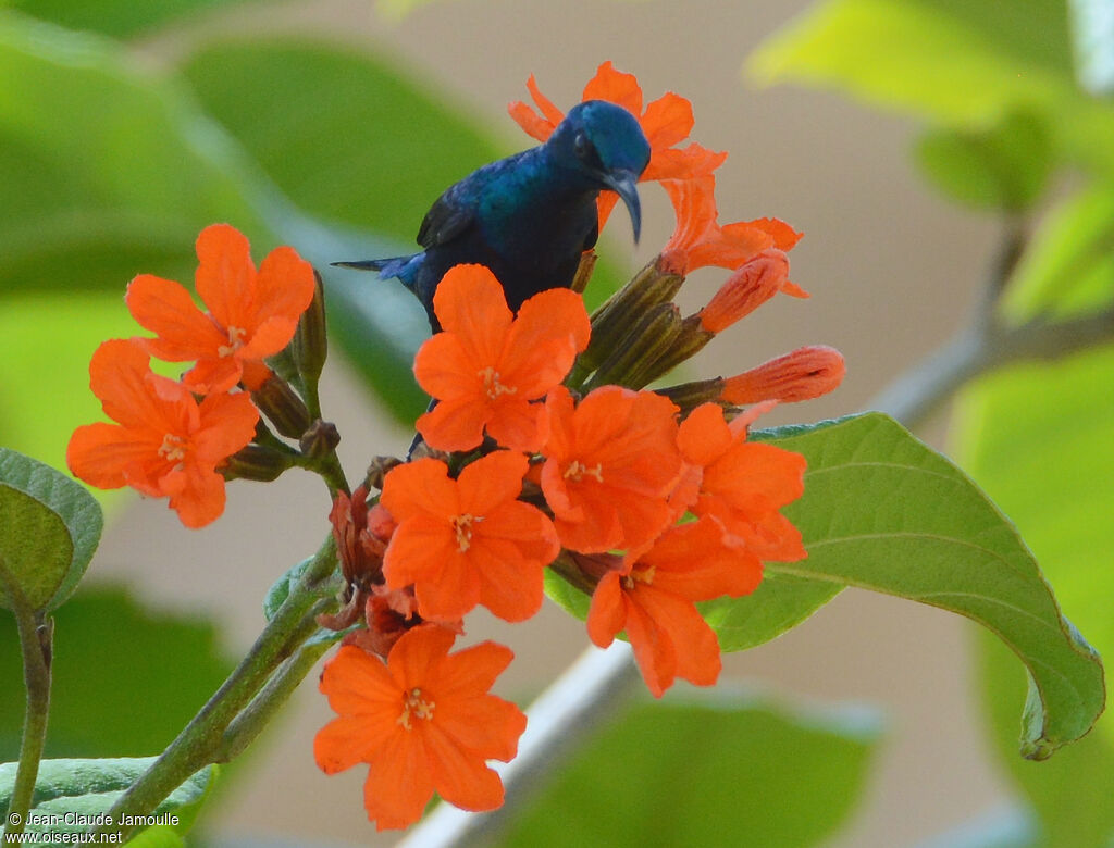 Palestine Sunbird male