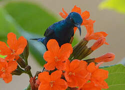 Palestine Sunbird