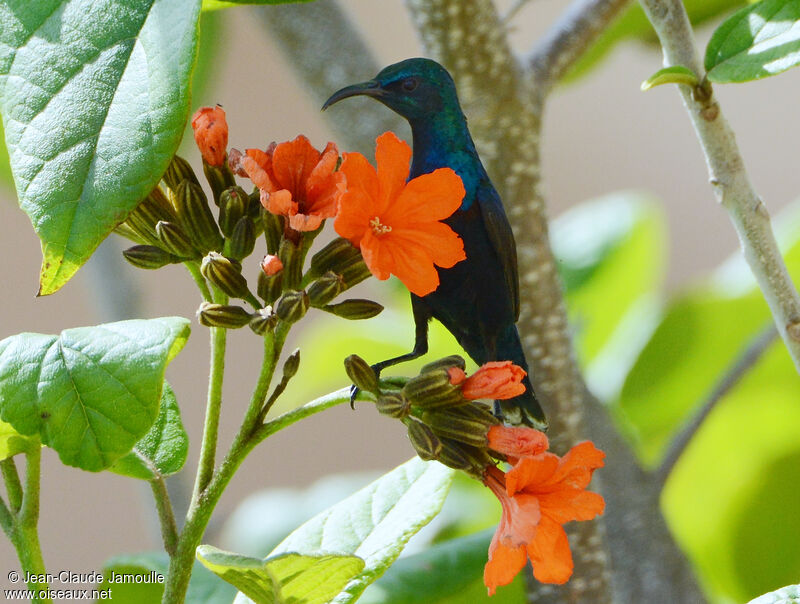 Palestine Sunbird male