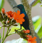 Palestine Sunbird