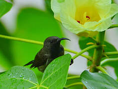 Seychelles Sunbird