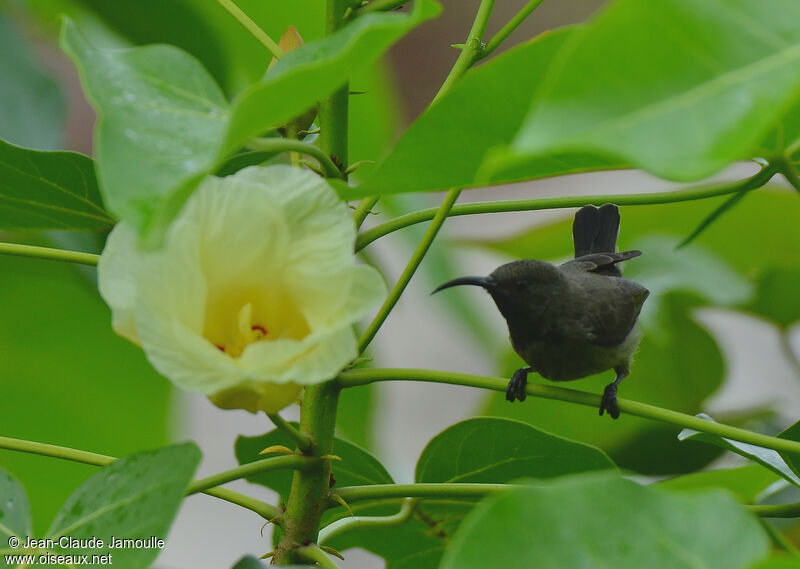 Seychelles Sunbird, feeding habits