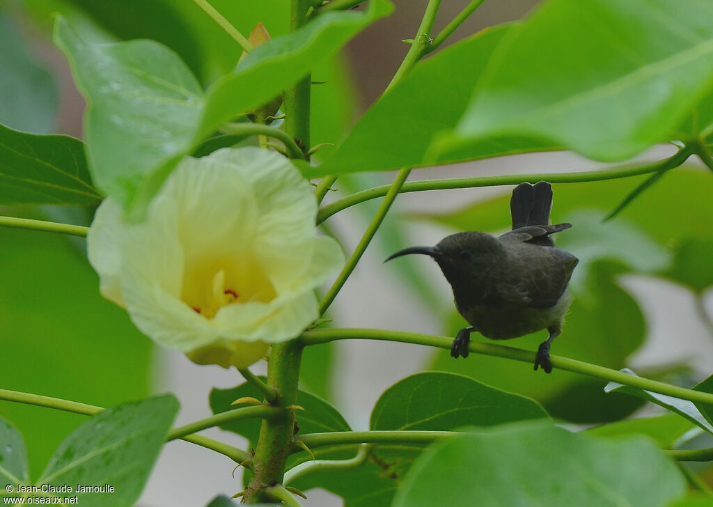 Seychelles Sunbird, feeding habits