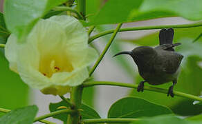 Seychelles Sunbird