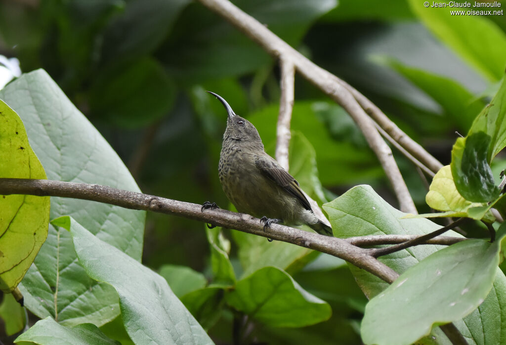 Souimanga des Seychelles femelle