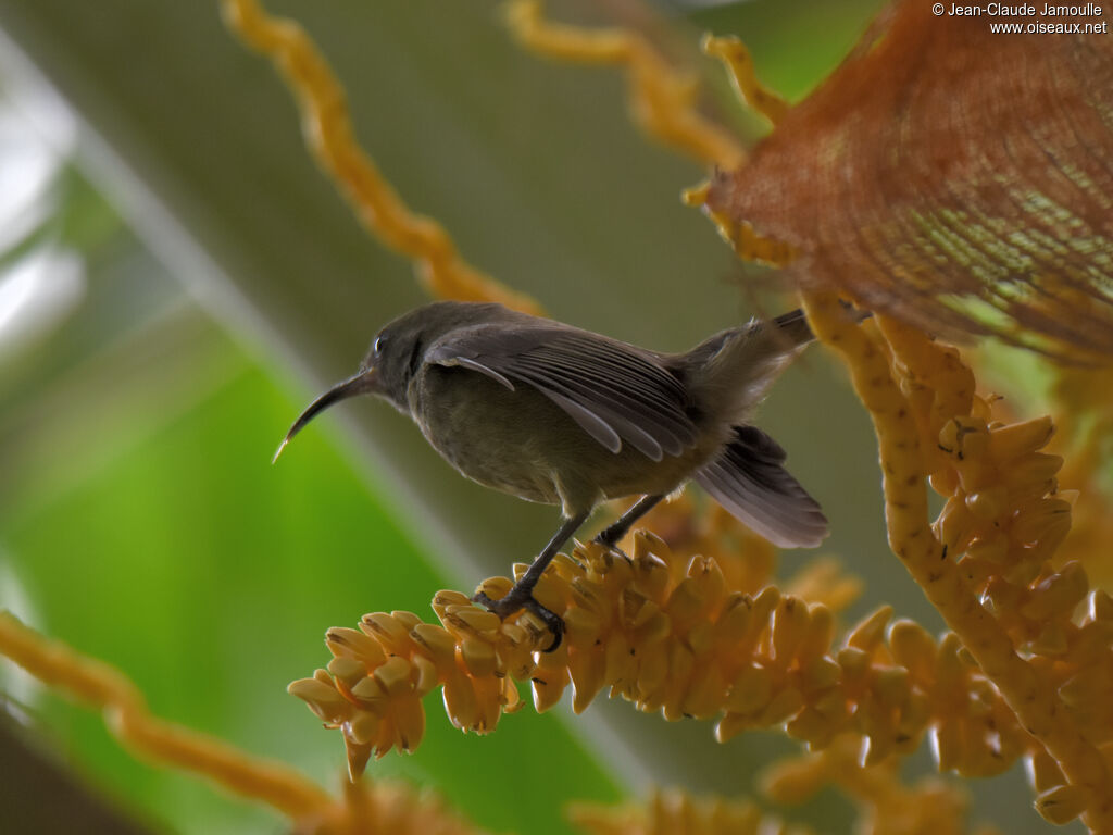 Seychelles Sunbird female