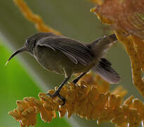 Seychelles Sunbird