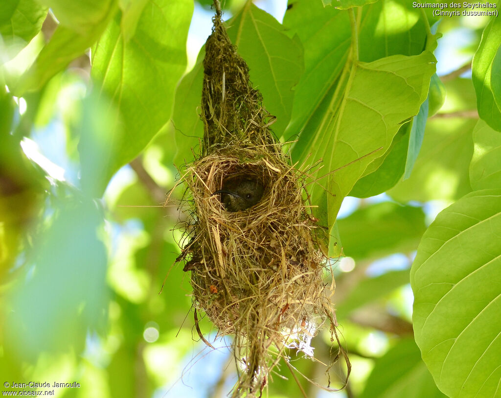 Seychelles Sunbird, Reproduction-nesting