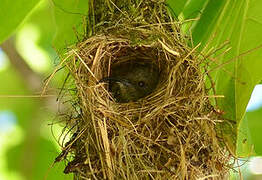 Seychelles Sunbird