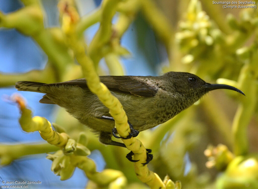 Seychelles Sunbird female adult