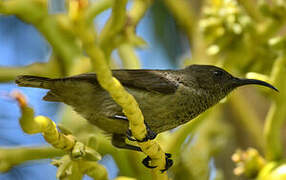 Seychelles Sunbird