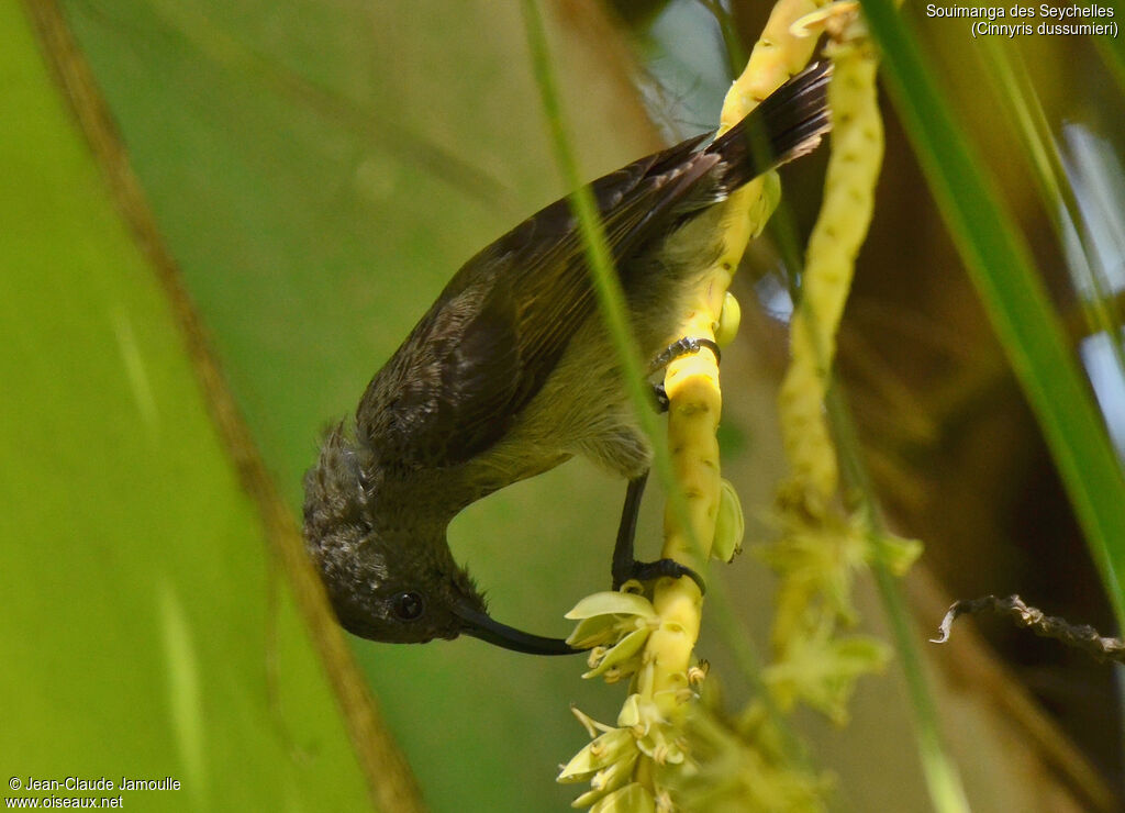 Seychelles Sunbird, feeding habits