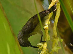 Seychelles Sunbird