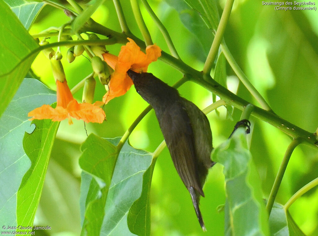 Seychelles Sunbird female adult, feeding habits