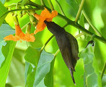 Seychelles Sunbird