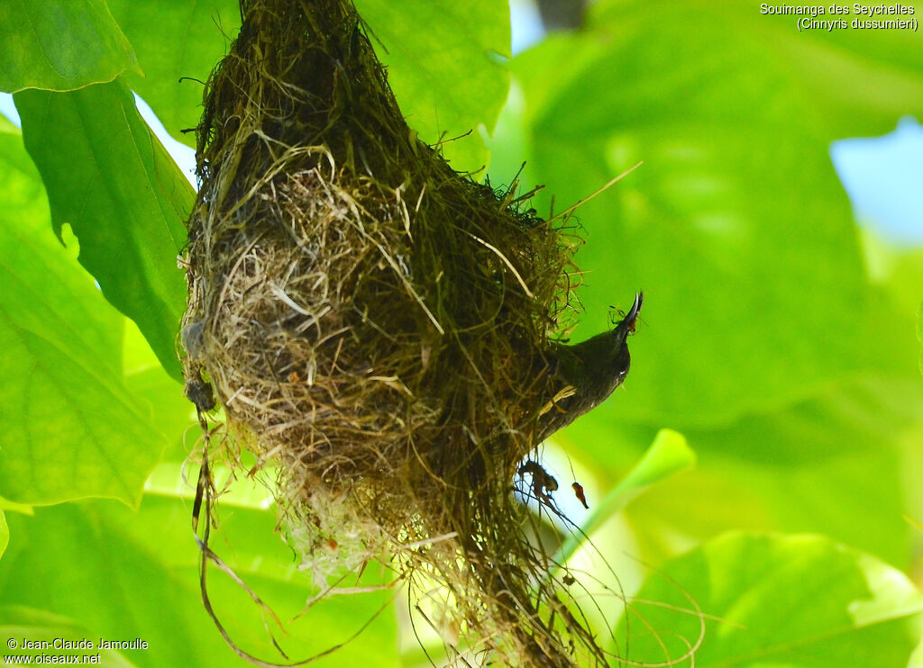 Seychelles Sunbird, feeding habits, Reproduction-nesting