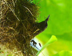 Seychelles Sunbird