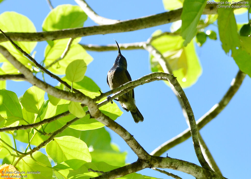 Seychelles Sunbird male adult