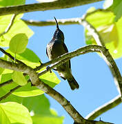 Seychelles Sunbird