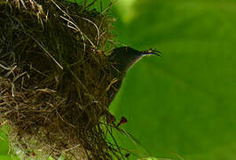 Seychelles Sunbird