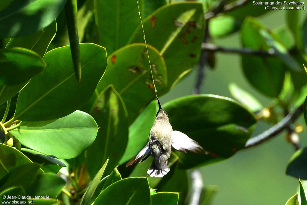 Seychelles Sunbird, feeding habits, Reproduction-nesting