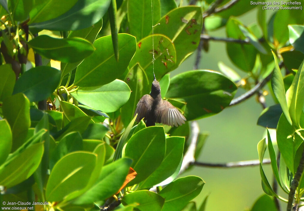 Seychelles Sunbird, feeding habits, Reproduction-nesting