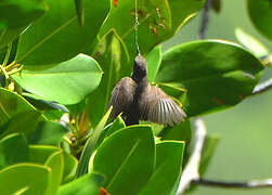 Seychelles Sunbird