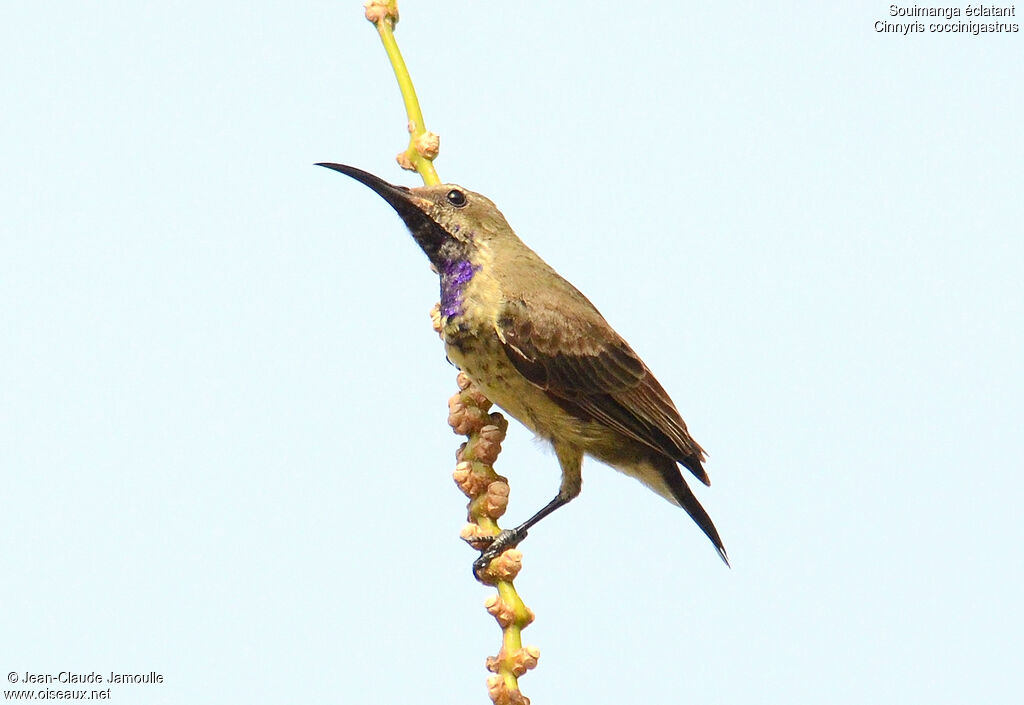 Splendid Sunbird male, Behaviour