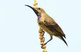 Splendid Sunbird