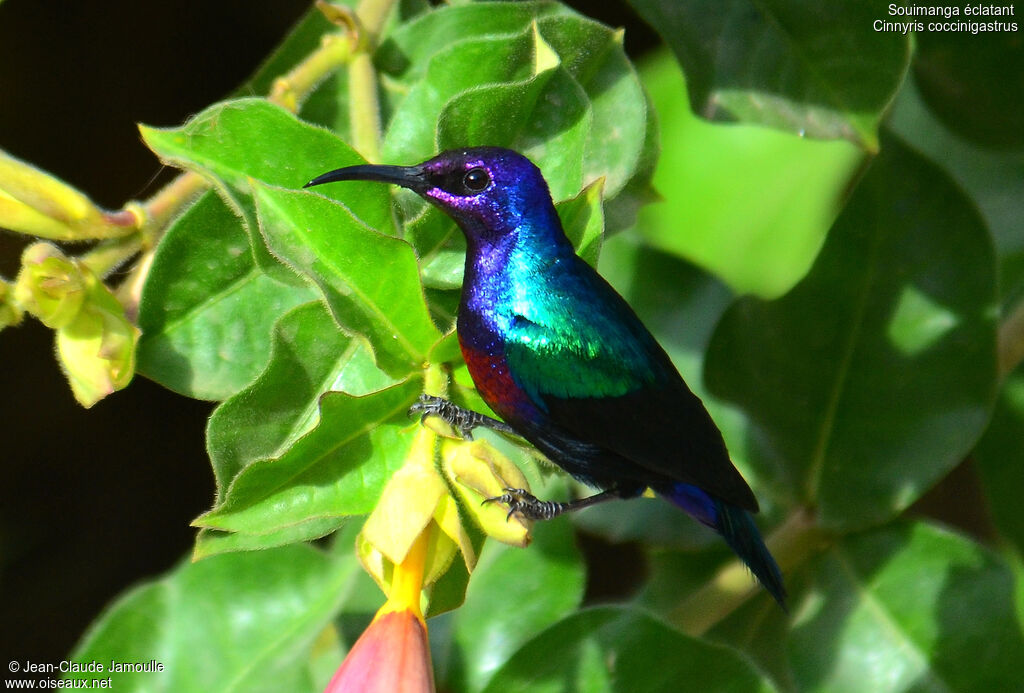 Splendid Sunbird male adult, identification