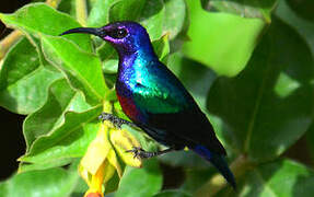 Splendid Sunbird