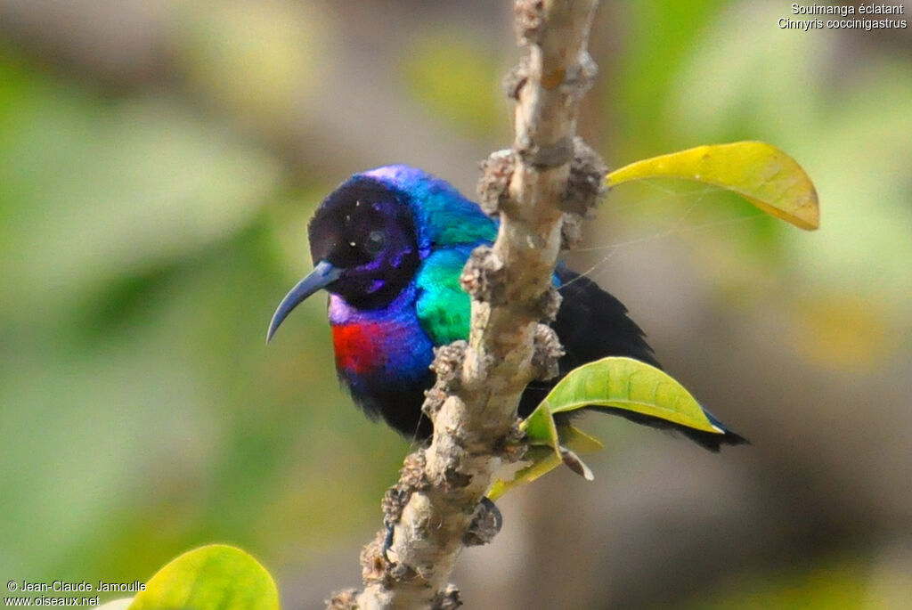 Splendid Sunbird, identification