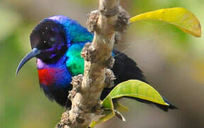 Splendid Sunbird