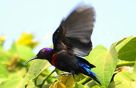 Splendid Sunbird