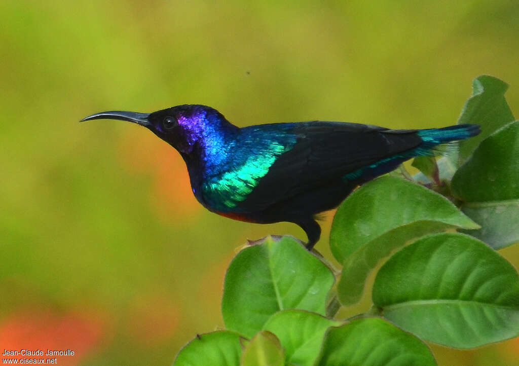 Splendid Sunbird, identification