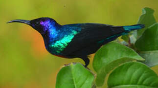 Splendid Sunbird