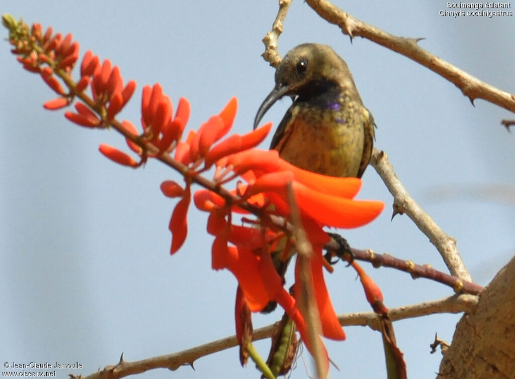 Splendid Sunbird male