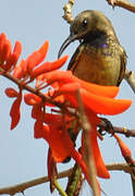 Splendid Sunbird