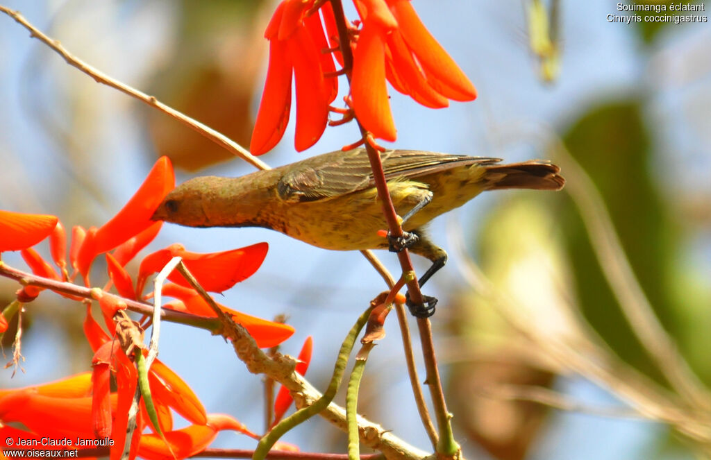 Splendid Sunbird male