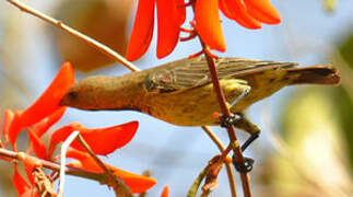 Splendid Sunbird