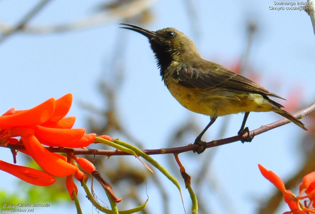 Splendid Sunbird male