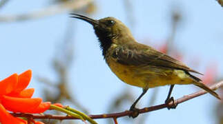 Splendid Sunbird