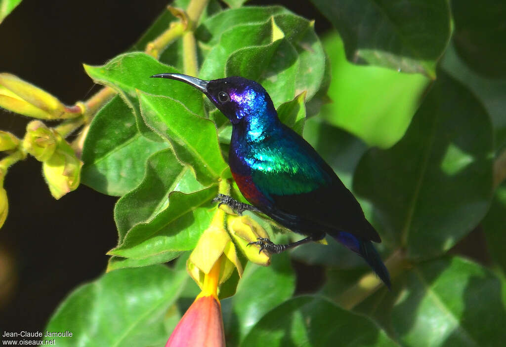 Souimanga éclatant, identification