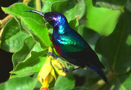 Splendid Sunbird