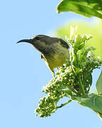 Souimanga Sunbird