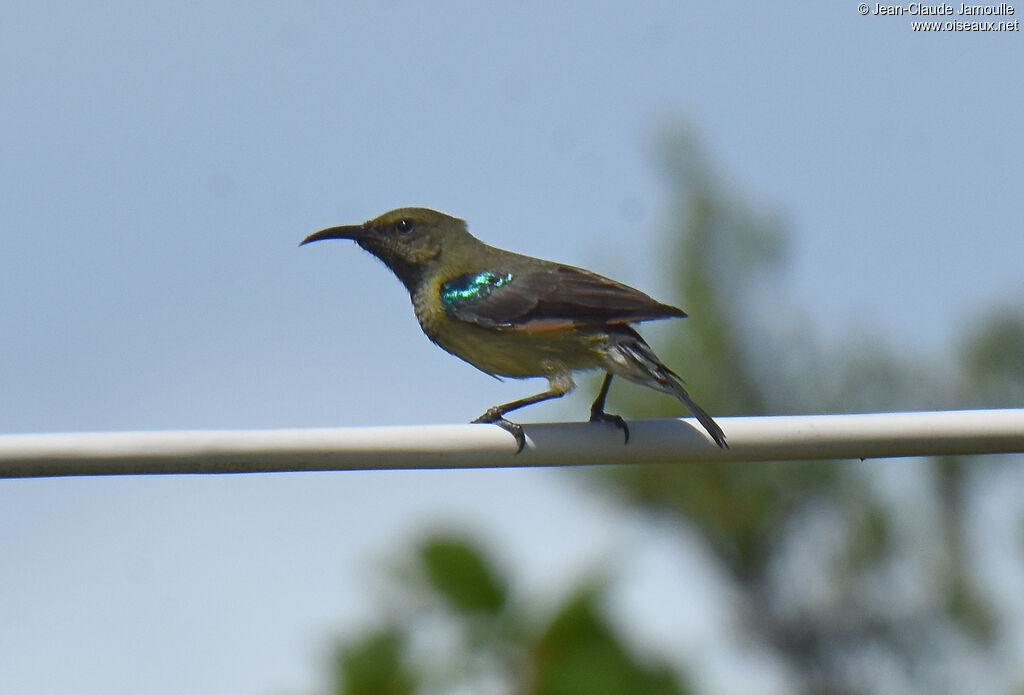 Souimanga Sunbird