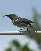 Souimanga Sunbird