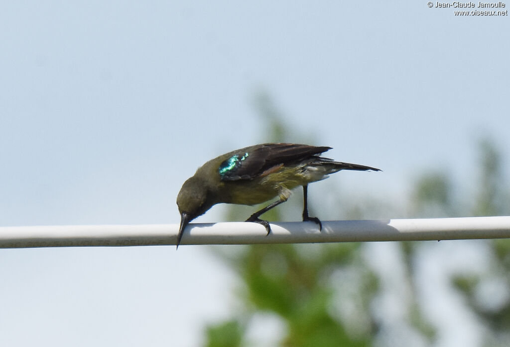 Souimanga Sunbird