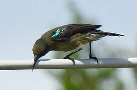 Souimanga Sunbird